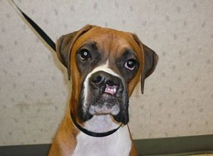 Boxer WikiCmns-Joel Mills