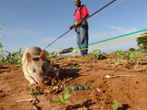 Landmine rat Ars Technica
